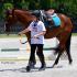 Brookstone Farm Camp Horse Show